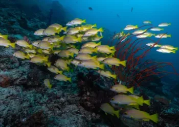 Mengungkap Potensi Ekonomi Laut Arafura dan Timor yang Mencapai Rp118,3 Triliun per Tahun