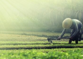 Peran Pertanian dalam Ketahanan Pangan Nasional