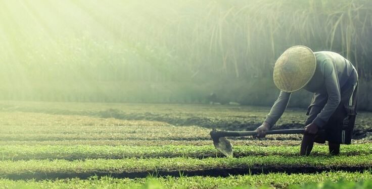 Peran Pertanian dalam Ketahanan Pangan Nasional